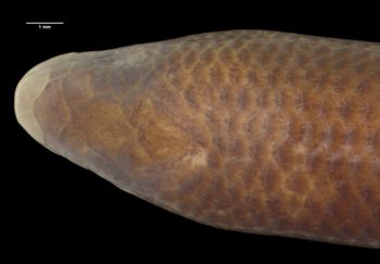 Media type: image;   Herpetology R-54258 Aspect: head dorsal